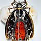 Заказать Брошь Жук. amber brooch. Ярмарка Мастеров. . Брошь-булавка Фото №3