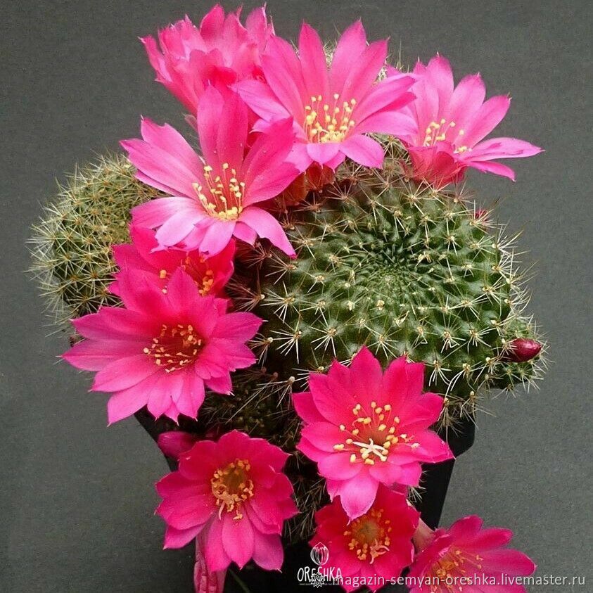 Суккулент Кактус Rebutia violaciflora семена 10 ШТ в интернет-магазине ...
