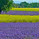 "Lavender field". Комплекты украшений. MarinaBelle. Ярмарка Мастеров.  Фото №6