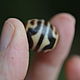 Luxury Ji Bead Lotus Buds and Tiger Teeth, Ji bead, Pereslavl-Zalesskij,  Фото №1