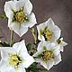 Морозник. Зимовник. Helleborus. Полимерная глина (холодный фарфор). Букеты. Lovely flower. Ярмарка Мастеров.  Фото №14