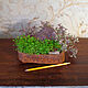 Интерьерная композиция декор керамика живой клевер бонсай. Элементы интерьера. Хельга. Кожаная и бонсай мануфактура.. Ярмарка Мастеров.  Фото №14