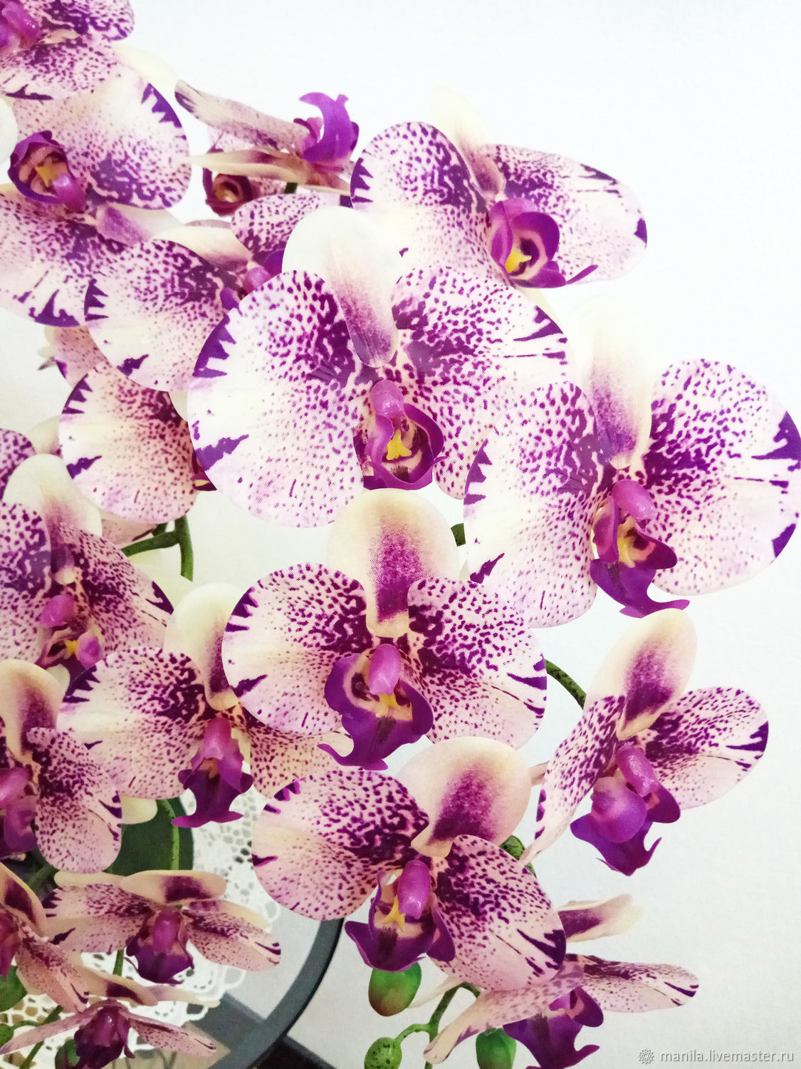 Орхидея kension фаленопсис