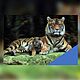  3D магнит Тигр с тигренком на отдыхе №282, Магниты, Киров,  Фото №1