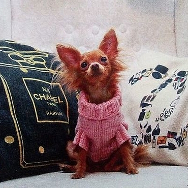 Вязаная одежда для мелких собак – купить на Ярмарке Мастеров | Вязаная  одежда для мелких собак по выгодным ценам, доставка в Москве и по России
