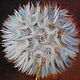 Oil painting Dandelion. Pictures. Painting by Margarita Drevs. Online shopping on My Livemaster.  Фото №2