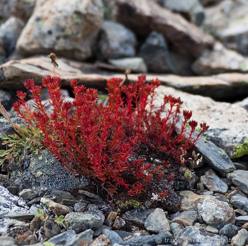 Растение красная щетка фото и описание