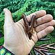 Заказать Курипе из цельного дерева. Тамаринд. Shamanic-staff. Ярмарка Мастеров. . Трубка для рапэ Фото №3