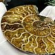 Ammonite is a natural fossil. An unusual gift art 751. Stones. Iz kamnej. My Livemaster. Фото №4
