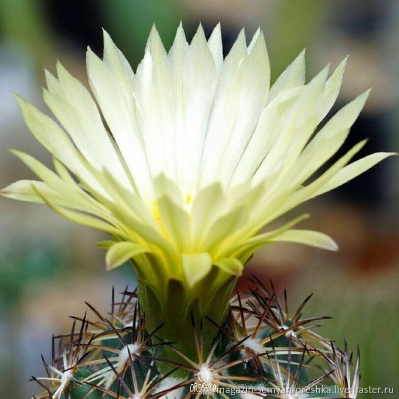 Кактус Coryphantha radians v. bernalensis PAN-110 семена 10 ШТ в ...