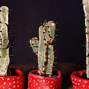 Для дома и интерьера handmade. Livemaster - original item Sculpture. Three Cacti.. Handmade.