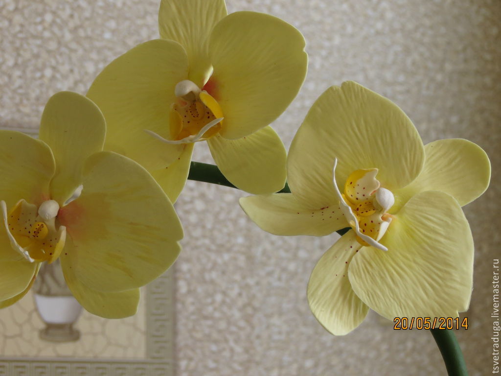 Фаленопсисы: названия цветов с фото