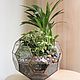 Order The Floriana plants. The Floriana ball ficus. Glass Flowers. Livemaster. . Plants Фото №3