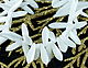 Glass x flat sheet 50pcs white, Beads, Prague,  Фото №1