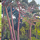 Oil painting. Pine. The Curonian spit. Landscape. Pictures. Verana-art. My Livemaster. Фото №4