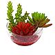 Succulents in a glass round vase. Plants. best-coll-mos. Online shopping on My Livemaster.  Фото №2