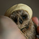 Miniature owl, 7 cm, Teddy Toys, Omsk,  Фото №1