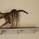 Shelf great 'Comfort'. Accessories for Pets. VIMBESK. Online shopping on My Livemaster.  Фото №2