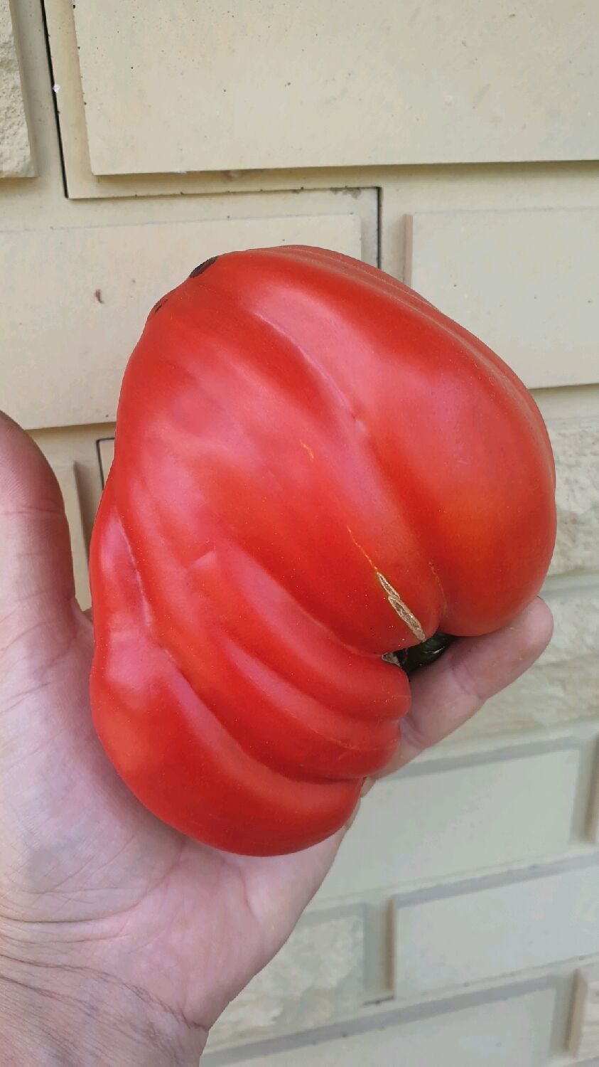 Сортовой томат Ладошка в интернет-магазине Ярмарка Мастеров по цене 50 ₽ –RYDOSRU