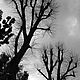 LuStyle. Авторская фоторабота `Деревья...` Флоренция, 2014 г. Стильное черно-белое фото - для украшения интерьера.