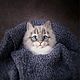 Брошь котик из шерсти, Брошь-булавка, Новосибирск,  Фото №1