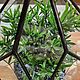 Заказать Florarium para orquídeas o bonsai 'Cristal'. tiffanarium (Tiffanarium). Ярмарка Мастеров. . Florariums Фото №3