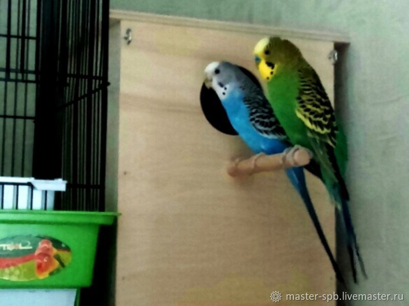 Каким должен быть домик для волнистых попугаев