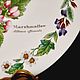 Винтаж: Тарелки декоративные: Тимьян и Алтей от Royal Worcester. Тарелки декоративные винтажные. Фамильный кабинет (Family_Vintage). Ярмарка Мастеров.  Фото №9