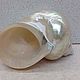 Турбо перламутровый 8,7 sea shell conch  ракушка раковина. Ракушки. Krab. Ярмарка Мастеров.  Фото №5