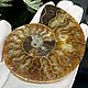Ammonite is a natural fossil. An unusual gift art 680, Stones, Moscow,  Фото №1
