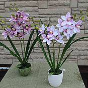 Бело розовая орхидея фаленопсис в кашпо из керамики