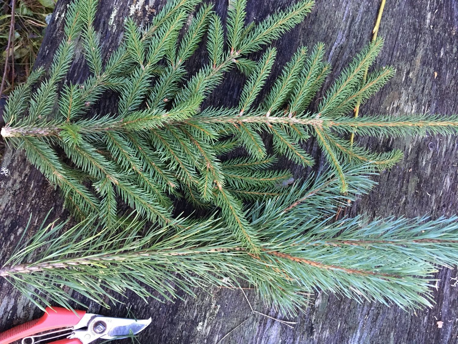 Ветка сосны искусственная. Искусственная ветка ели. Ветка хвойная искусственная. Веточки хвоинки шишки. Ветка искусственная ель.