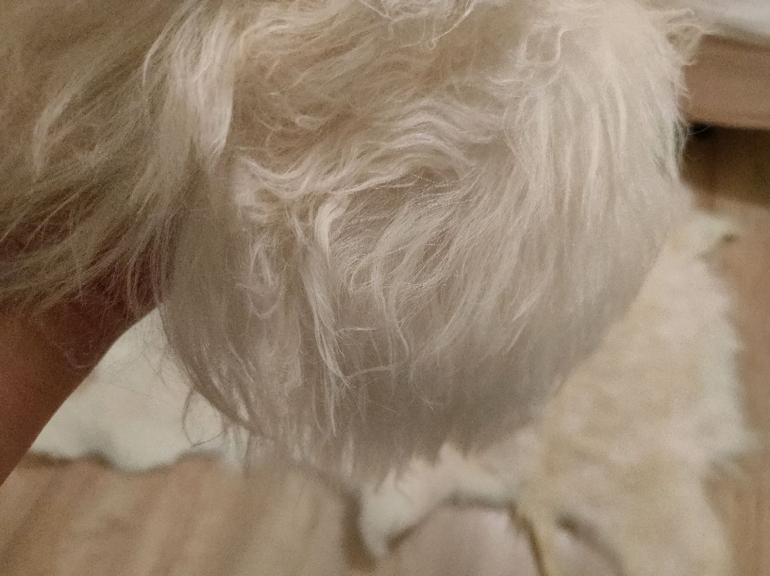 hats: Mountain sheepskin papakha Khabib 