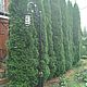 Садово-парковый фонарь. Светильники садовые. Kovanye-fonari. Ярмарка Мастеров.  Фото №4