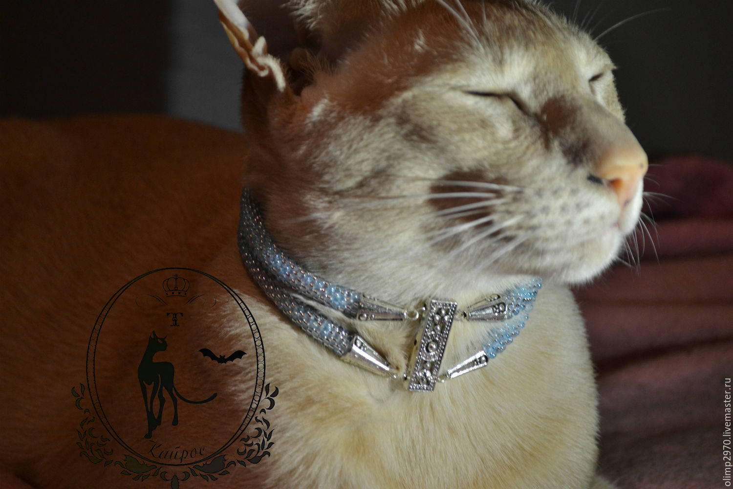 Collar for cats , Dog - Collars, Novosibirsk,  Фото №1