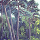 Order Oil painting. Pine. The Curonian spit. Landscape. Verana-art. Livemaster. . Pictures Фото №3