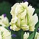 Букеты VIP Тюльпаны Пэррот 25 шт Упаковка бесплатно. Букеты. DARK FLORIST Флористика Декор ЦВЕТЫ. Интернет-магазин Ярмарка Мастеров.  Фото №2