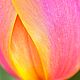 Серьги: Tulips. Серьги классические. Эринн и Рыжий кот (украшения). Ярмарка Мастеров.  Фото №6