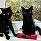 Кот экзот, чёрный котик валяный из шерсти –/ Cat. Войлочная игрушка. Шерстяной Зоопарк Наталья Львова. Ярмарка Мастеров.  Фото №7