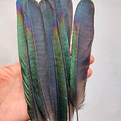 Перо Петуха, декоративных пород. 36 перьев набор. Цвет бирюзово синий