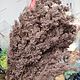 Аспарагус стабилизированный кофейный. Цветы сухие и стабилизированные. Lavacvet. Ярмарка Мастеров.  Фото №4