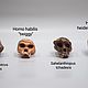 Антропологический набор черепов гоминидов "основная ветвь". Элементы интерьера. Чё по черепам. Ярмарка Мастеров.  Фото №5