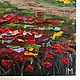 Oil painting with flowers in pasty technique ' Field of flowers. Poppies'. Pictures. letymary (letymary). My Livemaster. Фото №4