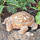 Order Garden figurine Turtle in the style of Provence concrete. Decor concrete Azov Garden. Livemaster. . Garden figures Фото №3