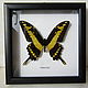 Бабочка Парусник Тоас Papilio thoas, Картины, Лотошино,  Фото №1