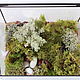 Mossarium. Florarium with real live moss. Florariums. Glass Flowers. My Livemaster. Фото №6