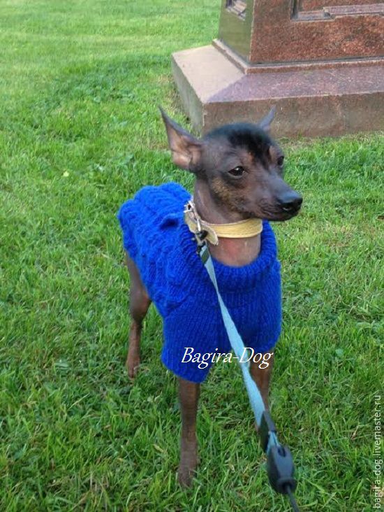 Your sweater puppys naked Consider, that sweater puppys naked information not