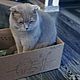 Коробка для кошек BOX4CAT с льняным матом-лежанкой, Аксессуары для питомцев, Псков,  Фото №1