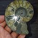 Заказать Аммонит пиритизированный. Minerallive. Ярмарка Мастеров. . Камни Фото №3
