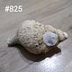 Ракушка Японского моря 10,5 см, Природные материалы, Владивосток,  Фото №1